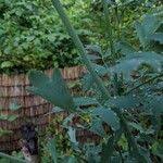 Attēlu rezultāti vaicājumam “Thalictrum flavum fruit”