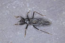 Attēlu rezultāti vaicājumam “Reduvius personatus”