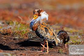 Attēlu rezultāti vaicājumam “Philomachus pugnax adult”