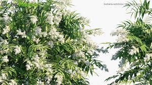 Attēlu rezultāti vaicājumam “Sorbaria sorbifolia flower”