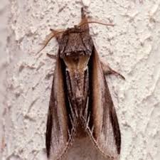 Attēlu rezultāti vaicājumam “Pheosia tremula”