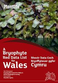 Attēlu rezultāti vaicājumam “Cephalozia loitlesbergeri”