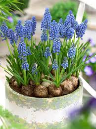 Attēlu rezultāti vaicājumam “Muscari armeniacum flower”