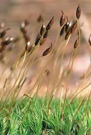 Attēlu rezultāti vaicājumam “Dicranella heteromalla”