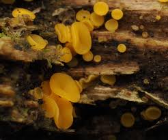 Attēlu rezultāti vaicājumam “Merismodes anomala”