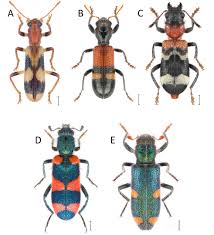 Attēlu rezultāti vaicājumam “Korynetes caeruleus”