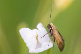 Attēlu rezultāti vaicājumam “Cauchas rufimitrella”