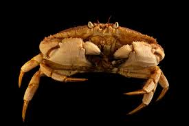 Image result for Cancer borealis