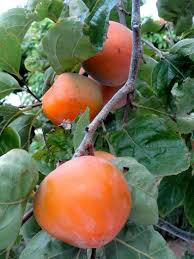 Image result for sharon fruit