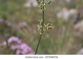 Attēlu rezultāti vaicājumam “Silene otites”