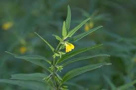 Attēlu rezultāti vaicājumam “Melampyrum sylvaticum”