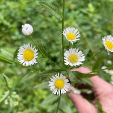 Attēlu rezultāti vaicājumam “Erigeron annuus”