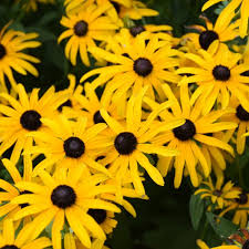 Image result for Rudbeckia Paradisio