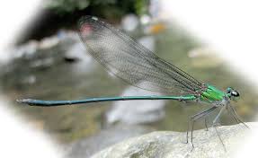 Attēlu rezultāti vaicājumam “Calopterygidae”