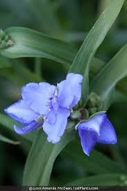 Attēlu rezultāti vaicājumam “Tradescantia virginiana flower”