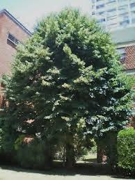 Attēlu rezultāti vaicājumam “Tilia x moltkei”