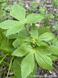 Attēlu rezultāti vaicājumam “Ranunculus elatior leaf”