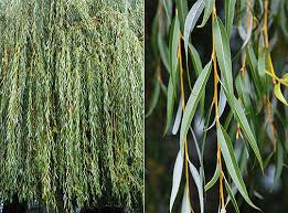 Attēlu rezultāti vaicājumam “Salix alba var. alba”