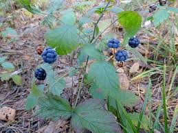 Attēlu rezultāti vaicājumam “Rubus caesius”