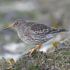 Attēlu rezultāti vaicājumam “Calidris maritima”