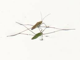 Attēlu rezultāti vaicājumam “Limnoporus rufoscutellatus”