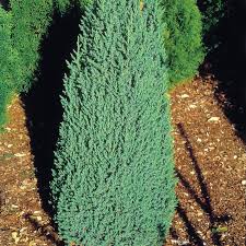 Attēlu rezultāti vaicājumam “Juniperus chinensis”