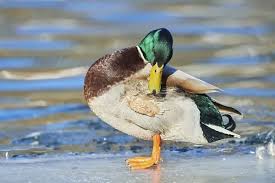 Attēlu rezultāti vaicājumam “Anas platyrhynchos male”