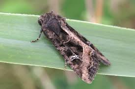 Attēlu rezultāti vaicājumam “Celaena leucostigma”