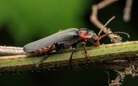 Attēlu rezultāti vaicājumam “Cantharis fusca larva”