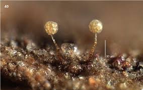 Attēlu rezultāti vaicājumam “Craterium aureonucleatum stalked”