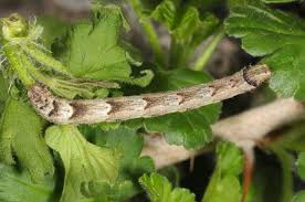Attēlu rezultāti vaicājumam “Eulithis prunata”