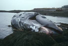 Image result for Eubalaena glacialis