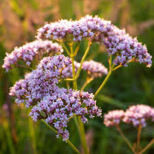 Image result for Valeriana officinalis