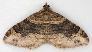 Attēlu rezultāti vaicājumam “Xanthorhoe ferrugata”