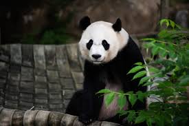 Image result for pandas
