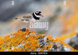 Attēlu rezultāti vaicājumam “Charadrius hiaticula adult”
