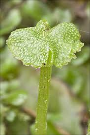 Attēlu rezultāti vaicājumam “Preissia quadrata”