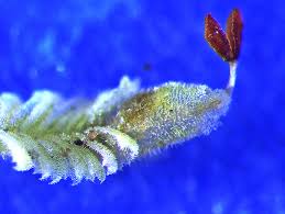 Attēlu rezultāti vaicājumam “Chiloscyphus polyanthos sporophyte”