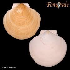 Image result for Placopecten magellanicus