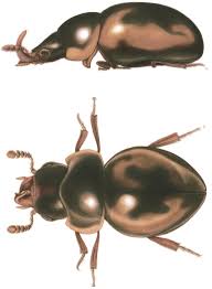 Attēlu rezultāti vaicājumam “Lycogala confusum young”