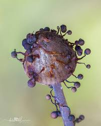 Attēlu rezultāti vaicājumam “Cribraria sp.”