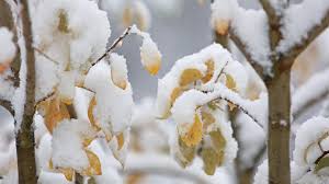 Image result for schnee