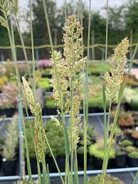 Attēlu rezultāti vaicājumam “Koeleria glauca”