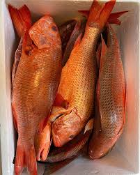 Image result for Lutjanus colorado