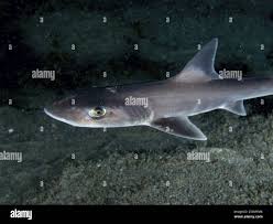 Image result for Mustelus