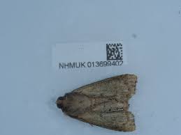 Attēlu rezultāti vaicājumam “Apamea ophiogramma”