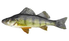 Image result for Perca flavescens