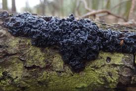 Attēlu rezultāti vaicājumam “Exidia glandulosa”