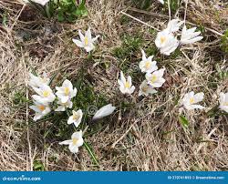 Attēlu rezultāti vaicājumam “Crocus vernus subsp. vernus”