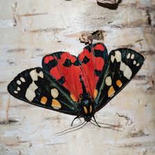 Attēlu rezultāti vaicājumam “Callimorpha dominula imago”